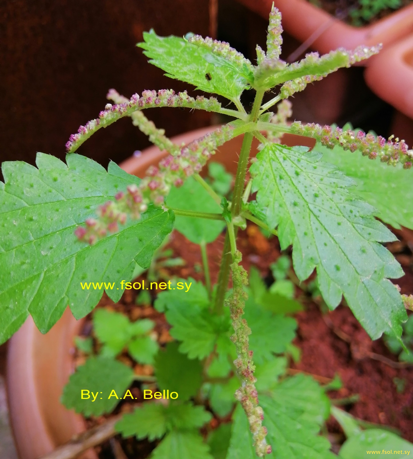 Urtica membranacea Poir. ex Savigny